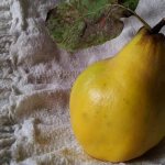 Айва области применения