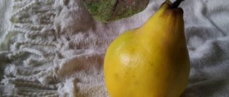 Айва области применения