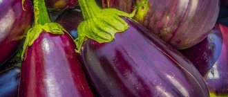 Баклажан - один из самых популярных овощей