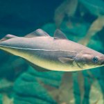 Белая рыба - виды, названия, ососбенности