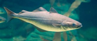 Белая рыба - виды, названия, ососбенности