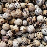 Белковый продукт