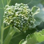 Брокколи растет