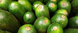 Быстрые и вкусные диетические рецепты кабачков, запеченных в духовке