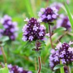 Чабрец растет