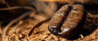 Чай и кофе история легенды традиции проект