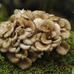 Чем полезны грибы. Гриб майтаке и его свойства