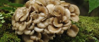 Чем полезны грибы. Гриб майтаке и его свойства