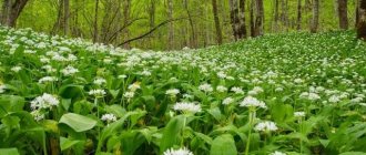 Черемша: полезные свойства