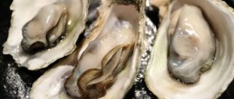 Что такое устрицы
