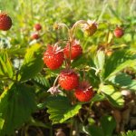 Что такое земляника