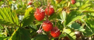 Что такое земляника