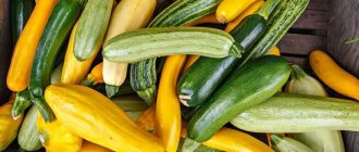 цуккини и кабачки
