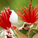 Цветение фейхоа весной