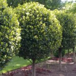 Дерево лавра