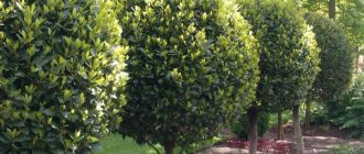 Дерево лавра