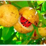 Дерево мускатного ореха