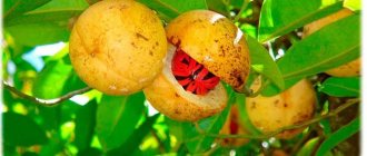 Дерево мускатного ореха