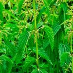 Двудомная крапива с зубчатыми листьями