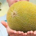 Дыня это фрукт