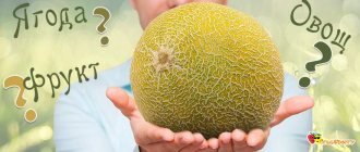 Дыня это фрукт