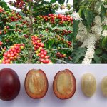 фото как растет кофе от цветания до зрелых ягод