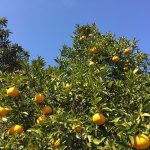 Где растет помело