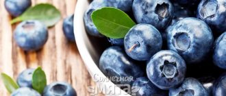 Голубика полезная ягода, «бьющая в голову»