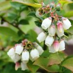 Голубика-ягода-Описание-особенности-полезные-свойства-и-выращивание-голубики-1