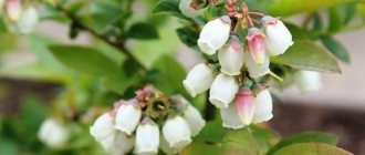 Голубика-ягода-Описание-особенности-полезные-свойства-и-выращивание-голубики-1