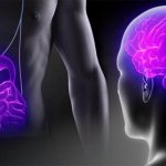 гормоны и чувство голода