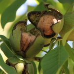 Грецкий орех