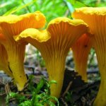 Гриб лисичка в дикой среде