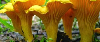 Гриб лисичка в дикой среде