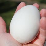 Гусиное яйцо