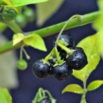 Характеристики семейства пасленовых