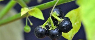 Характеристики семейства пасленовых