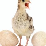 Индюшиные яйца — состав, калорийность, польза и вред