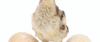 Индюшиные яйца — состав, калорийность, польза и вред