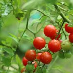 Изображение томатов черри