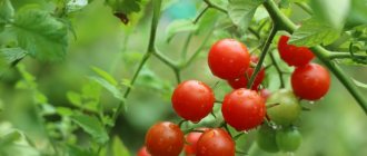 Изображение томатов черри