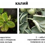 Как определить и устранить нехватку или избыток NPK