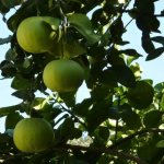 Как растёт свити