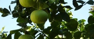 Как растёт свити