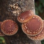 Как растут шиитаке