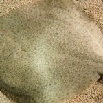 Как выглядит необычная рыба