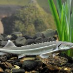 как выглядит стерлядь фото