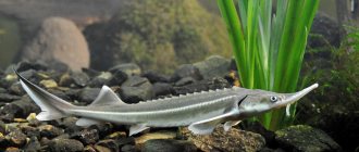 как выглядит стерлядь фото