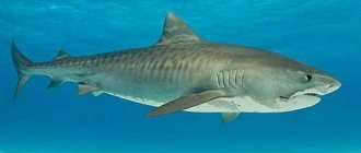 какая бывает рыба