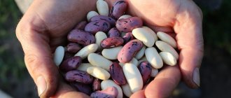Какие бобы самые полезные